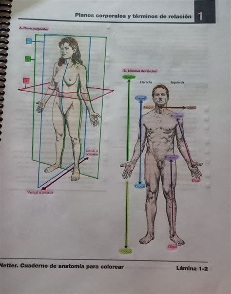 Planos corporales y términos de relación Netter 1 2 Anatomía