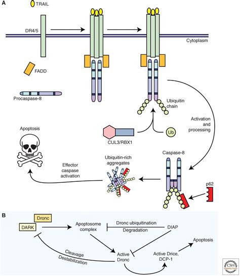 Cellular Mechanisms Controlling Caspase Activation And Function