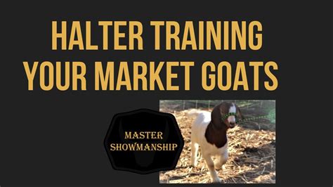 Halter Training Your Market Goats YouTube