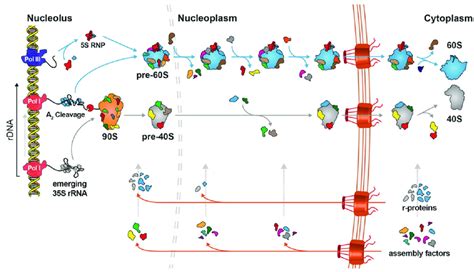 Ribosome Biogenesis Model In Yeast Transcription Of Primary 35s Rrna