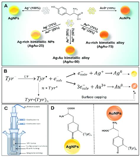 Synthesis scheme and mechanism: (A) Schematic presentation of ...