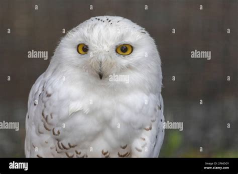 The Raptor Center In Sitka Hi Res Stock Photography And Images Alamy