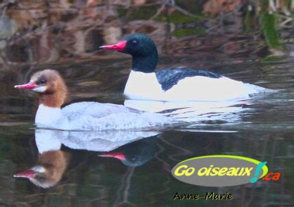 Canards Plongeurs Archives Go Oiseaux