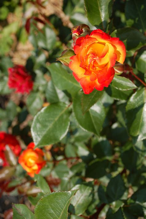 Free Images : leaf, botany, flora, shrub, floribunda, rose garden, rose
