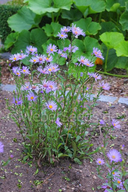 Aster amellus, European Michaelmas Daisy - Seeds - plants - dried herbs