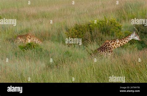 Two Masai Giraffes Long Maasai Mara Kenya Africa Stock Video Footage Alamy