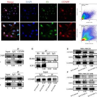 The Rb E F Axis Mediates The Regulation Of Chk Expression By Cenpf