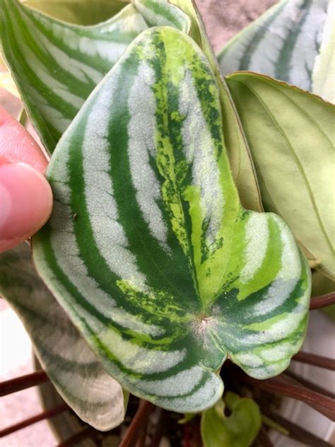 Peperomia Sandersii Variegated