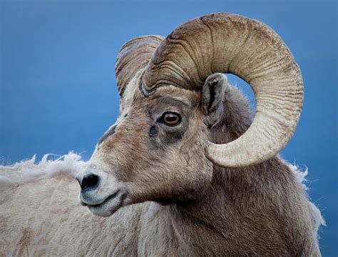 Ram Animal Stock Photos Pictures And Royalty Free Images Istock