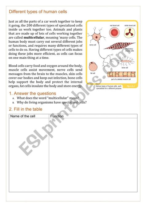 Specialized Cells Esl Worksheet By Lisamalga