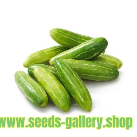 Ivy Gourd, Scarlet Gourd Seeds (Coccinia grandis) - Price €2.25