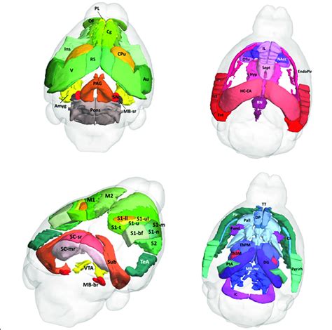 Mouse Brain Regions