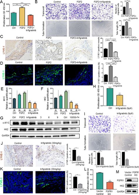 Fgfr Vegfr Journal Of