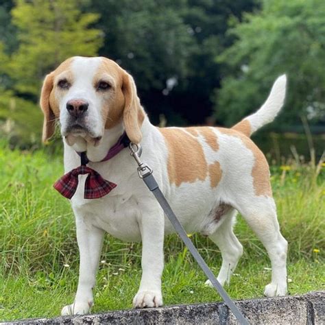 Lemon Beagle - Your Complete Breed Guide - The Goody Pet