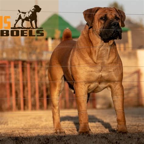 Targus Ullie Boerboel Puppies For Sale African Boerboel Import Stud Dog