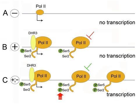 Swi Snf Chromatin Remodeling Complex Involved In Rna Polymerase Ii