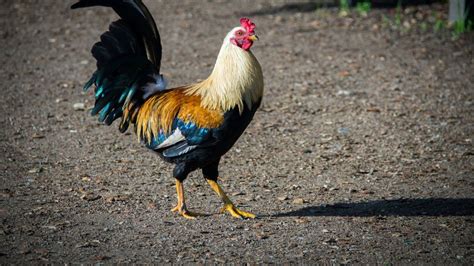 Bale La Casa De La Vecina Porque El Gallo No Lo Dejaba Dormir