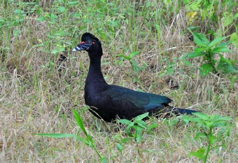 Pato Do Mato Características Reprodução Habitat E Alimentação Pássaros