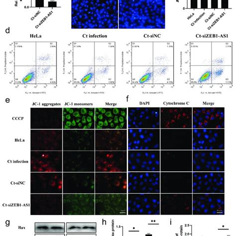 Lncrna Zeb As And Map K Activated The Mapk Erk Pathway In Persistent