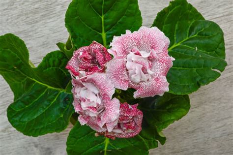 110+ Sinningia Speciosa Stock Photos, Pictures & Royalty-Free Images ...