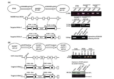 Gene Targeting Of NAA60 And HAT1 Locus A Left Schematic