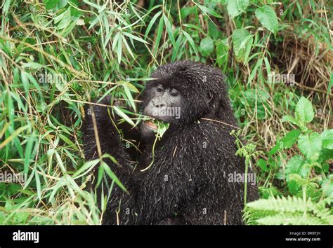 Gorillas Eating Rwanda Hi Res Stock Photography And Images Alamy