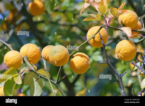 Trifoliate Orange Bitter Orange Hardy Orange Fruits Poncirus Trifoliata