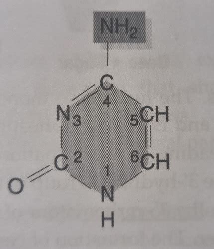 Nitrogenous base Flashcards | Quizlet