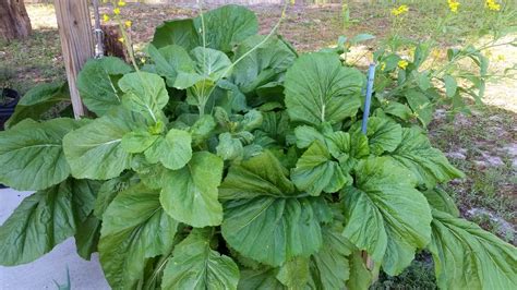 Florida Broad Leaf Mustard Growin Crazy Acres