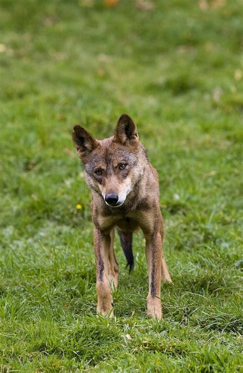 Lobo Ib Rico Canis Lupus Signatus Adulto Parado En La Hierba Imagen