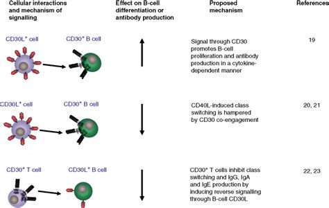 Deciphering Cd Ligand Biology And Its Role In Humoral Immunity