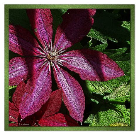 Clematis Shadow Play Capegirl52 Flickr