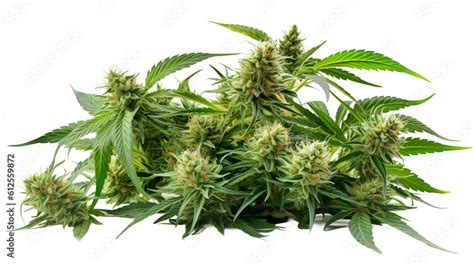 Collection of Cannabis buds, Cannabis flowers, Transparent background ...