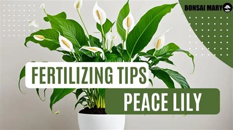 Peace Lily Fertilizing Tips For Healthy Growth