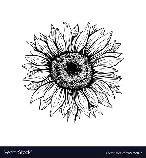 Sunflower Hand Drawn Ink Pen Royalty Free Vector Image