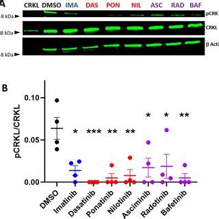 Bcr Abl Tkis Inhibit Abl Kinase Activity In Human Endothelial Cells