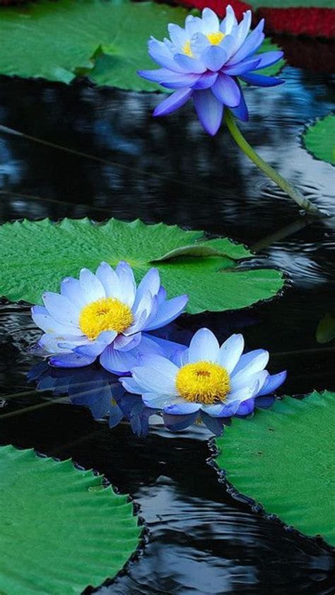 Water Lily Light Blue Flower HD Phone Wallpaper Pxfuel