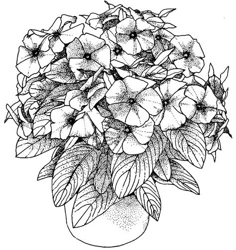 Desenhos Realistas para colorir - Bora Colorir
