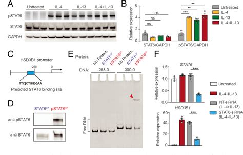 Figure 1 From Interleukins 4 And 13 Drive Lipid Abnormalities In Skin Cells Through Regulation