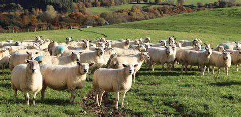 Wool Waste From Burden To Bounty Glasgow Caledonian University