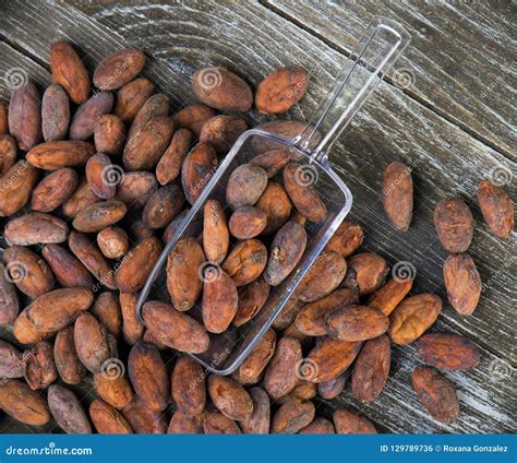 Detail Of Dried Cacao Beans On A Scoop Stock Photo Image Of Detail