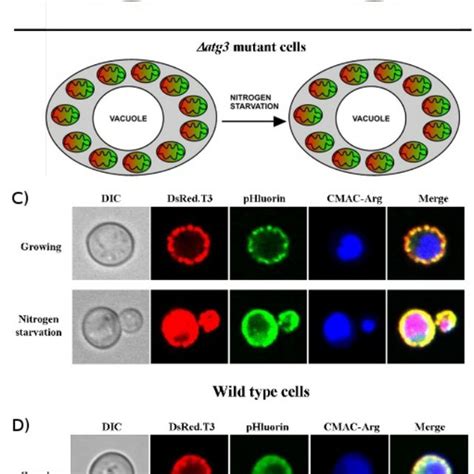 Top , scheme of organelles and compartments in a yeast cell. Bottom, a... | Download Scientific ...