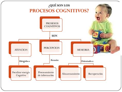 Desarrollo De Procesos Cognitivos Diagrama Básico De Los Procesos Cognitivos