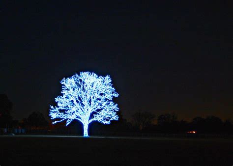 Amazing Lighted Tree Flickr Photo Sharing