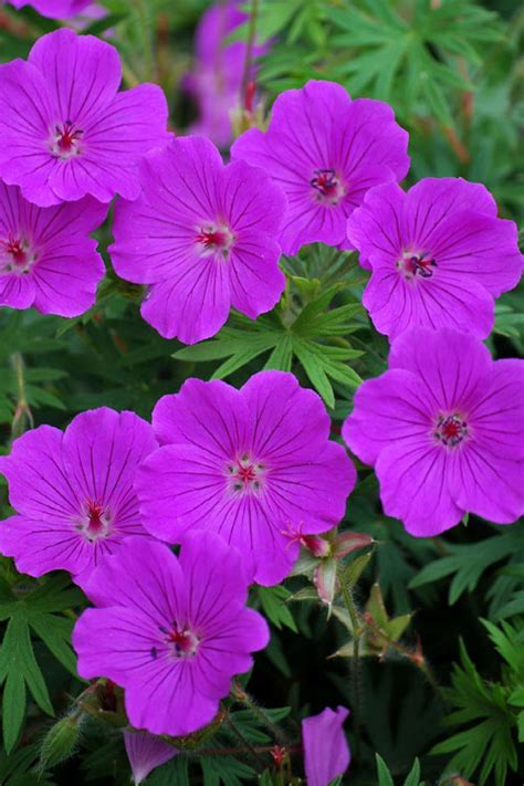 Buy New Hampshire Purple Hardy Geranium Cranesbill Free Shipping