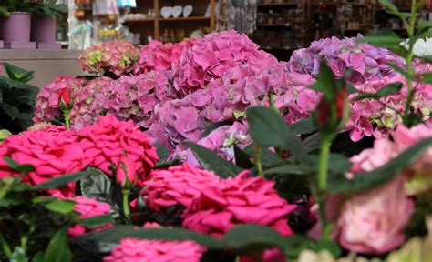 Le Fioriture Primaverili Del Garden Center Guarda Il Video Il Germoglio