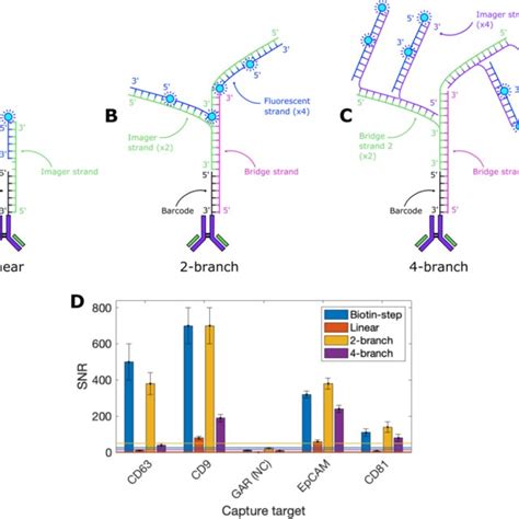 Branched DNA Amplification Improves EVPio Assay Performance Schematics