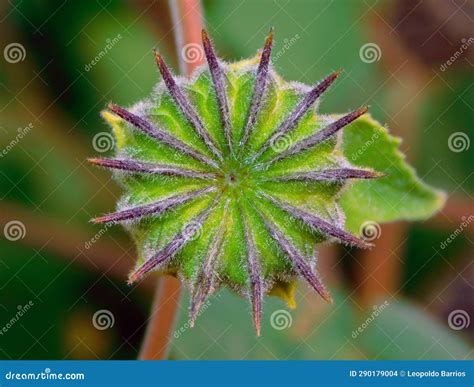 Abutilon Plant on a Macro in Wild Stock Photo - Image of wild, family ...