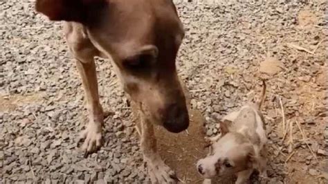 Cane Pelle E Ossa Cerca Aiuto Per Sopravvivere Insieme Al Cucciolo