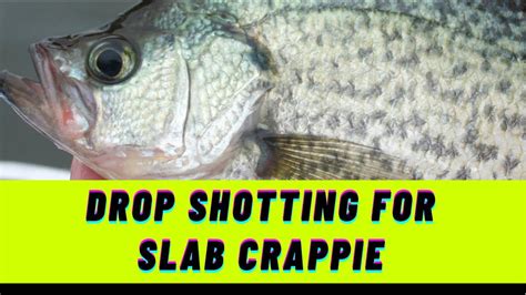 How To Catch Crappie With A Drop Shot Rig Youtube